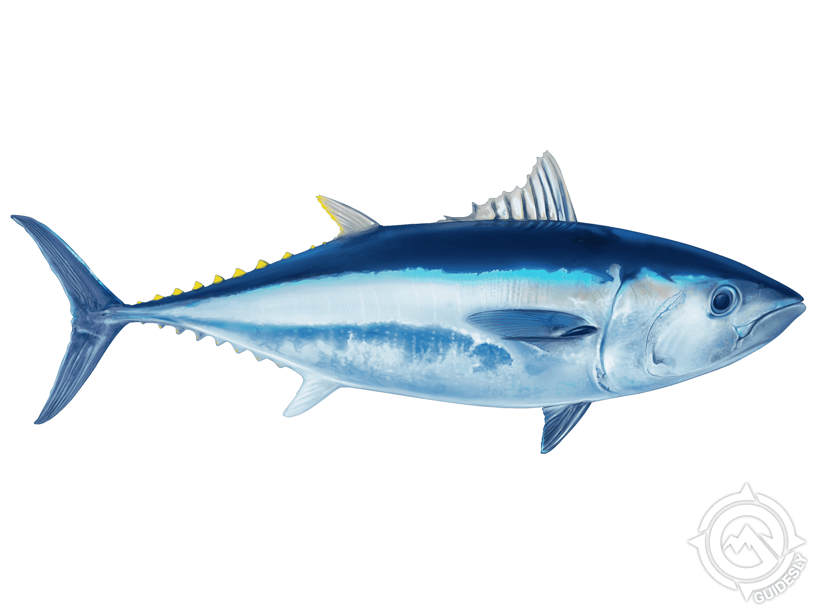 Popper Fishing for Bluefin Tuna - A How to Guide