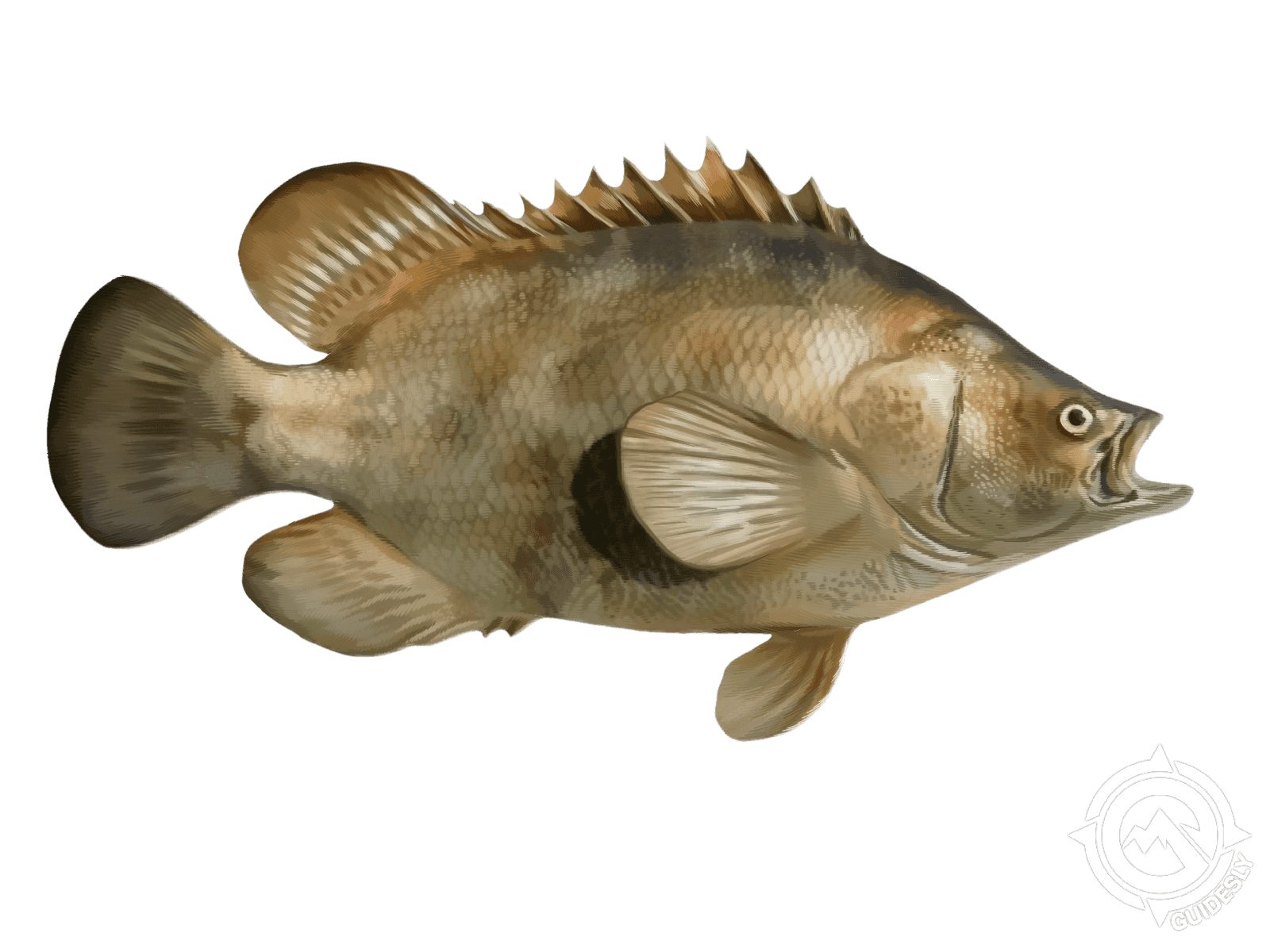 Learn About the Tripletail – Fishing