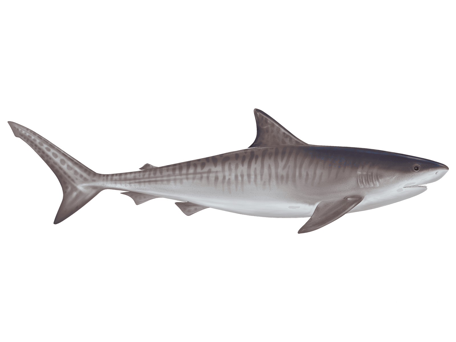  Tiger Shark Facts and Information - Galeocerdo
