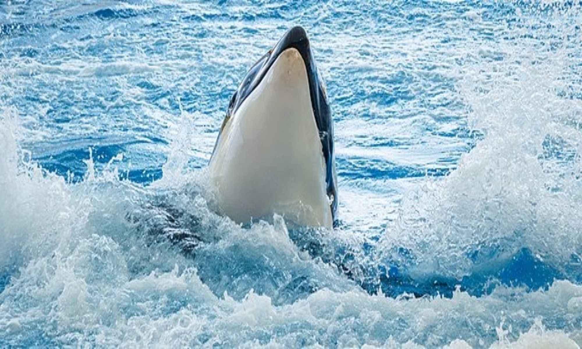 Orcas: Why Are They Called Killer Whales?