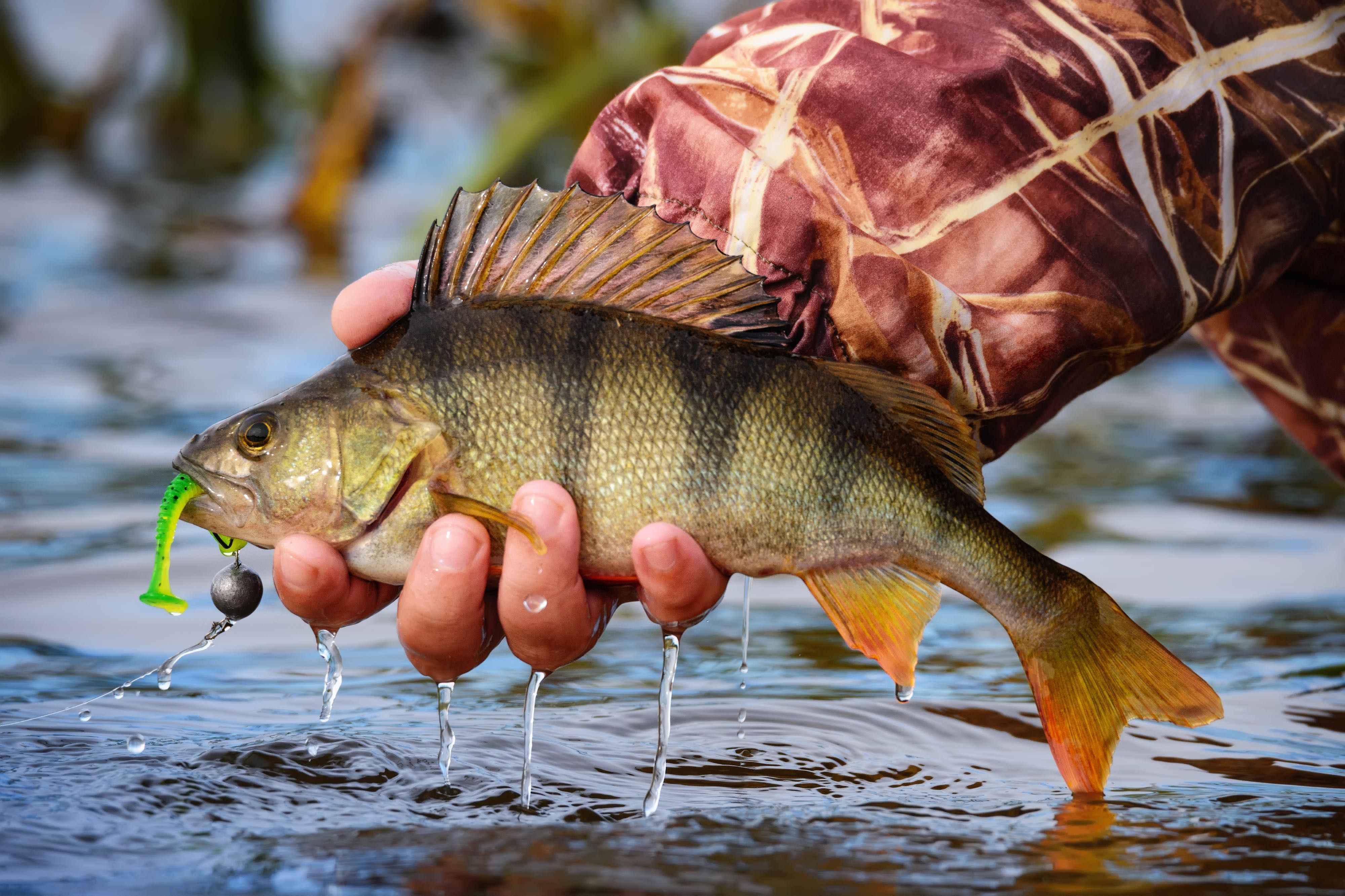 Рыбалка на озерах на окуня