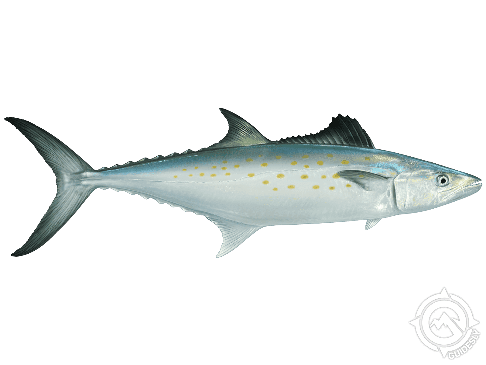 Learn About the Spanish Mackerel – Fishing