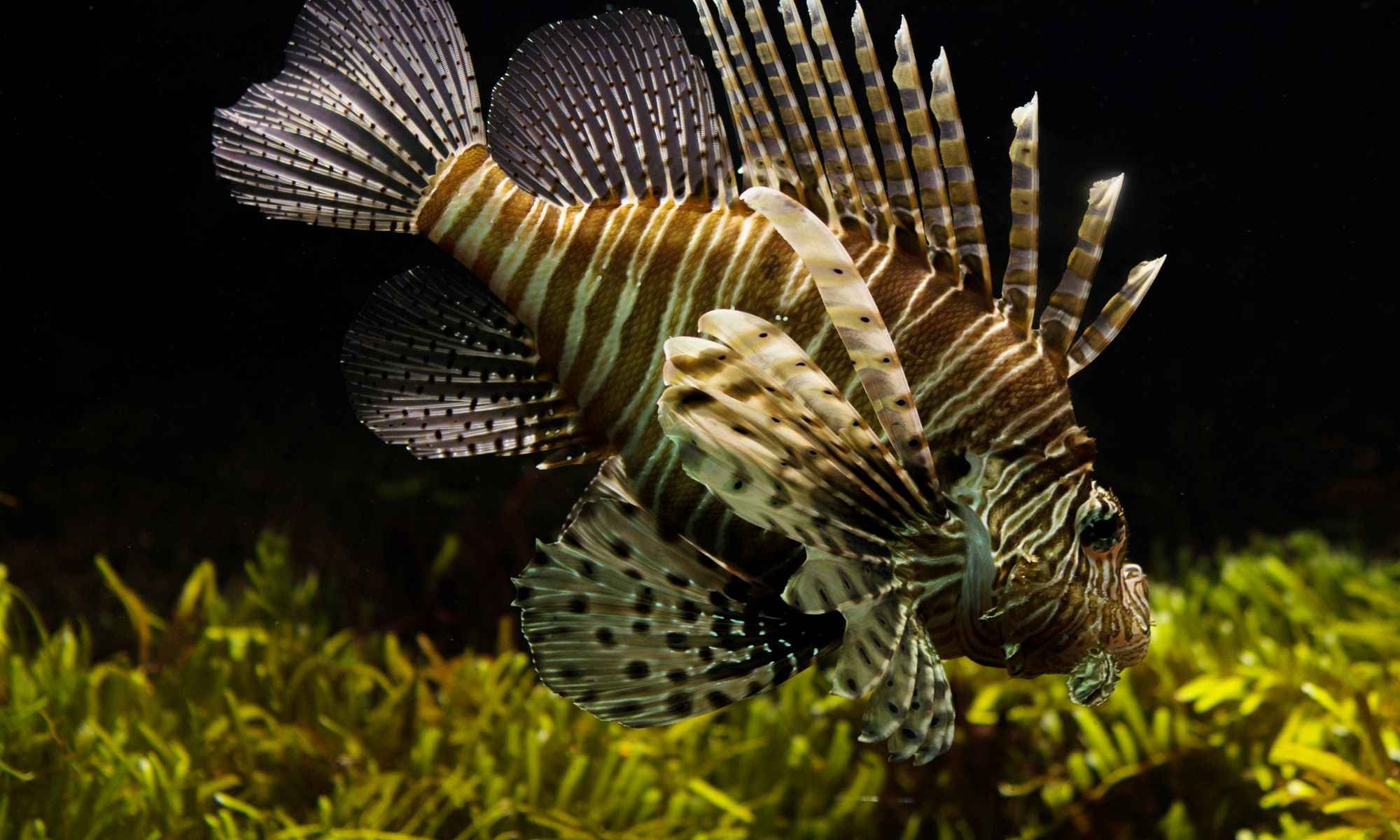 10 Exotic Fish You Can Catch in Florida