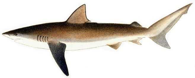 Copper Shark