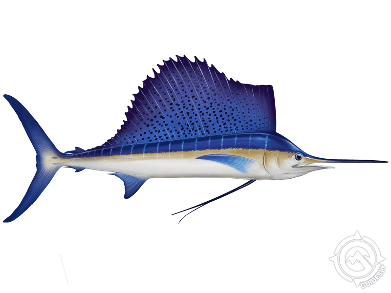 Learn About the Atlantic Sailfish – Fishing