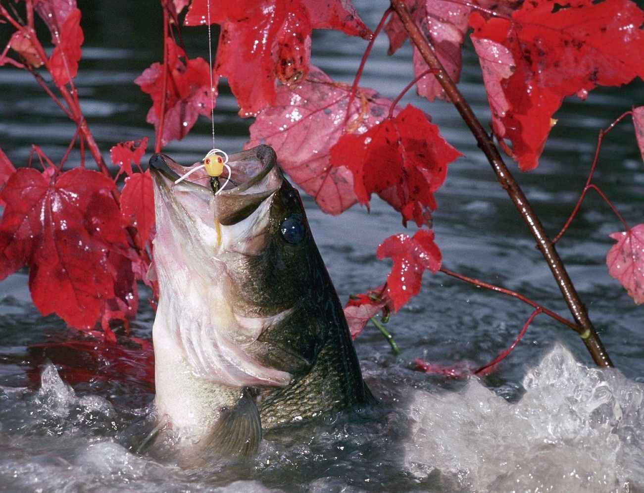 Winter Bass Fishing Mistakes That Are Easy to Avoid 