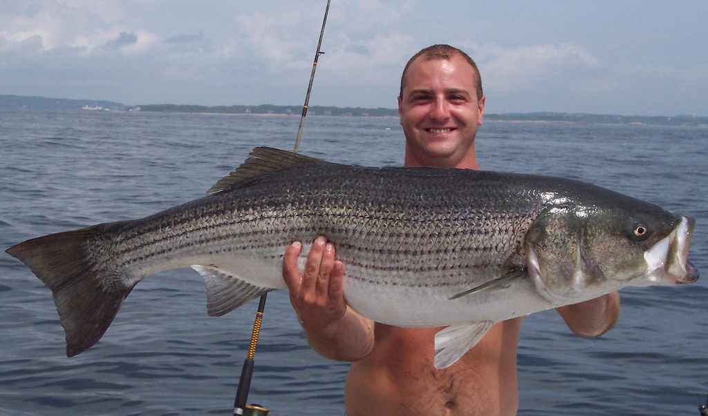 The Ultimate Guide to Striped Bass