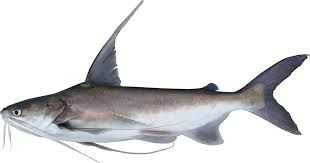 Learn About The Hardhead Sea Catfish