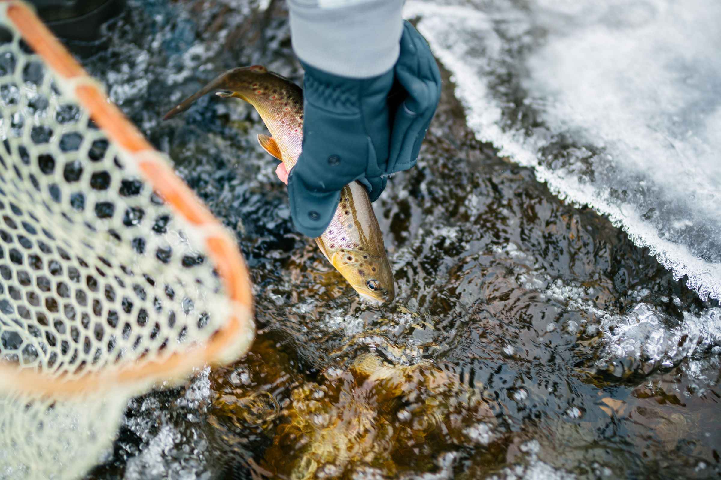Your Montana Fish Bucket List and Where to Find Them