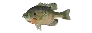 Bluegill