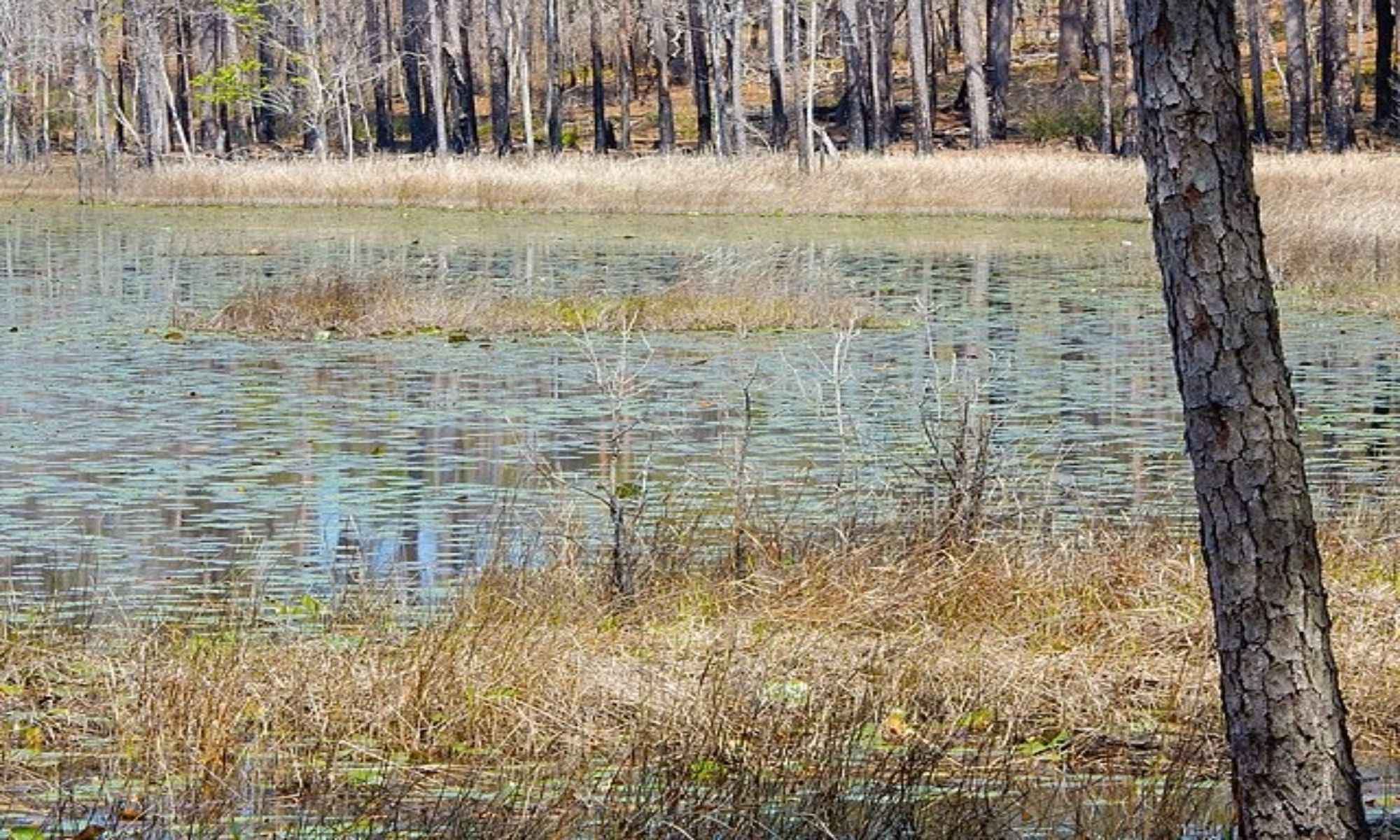 Leland, NC Fishing: Peaceful Coastal Experience