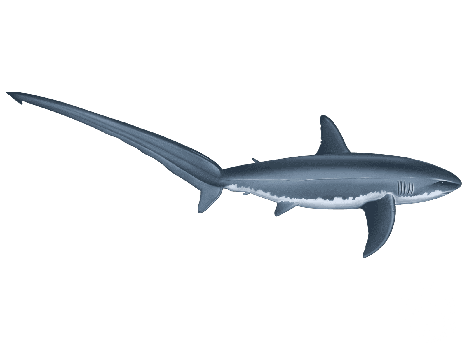Learn About the Thresher Shark – Fishing