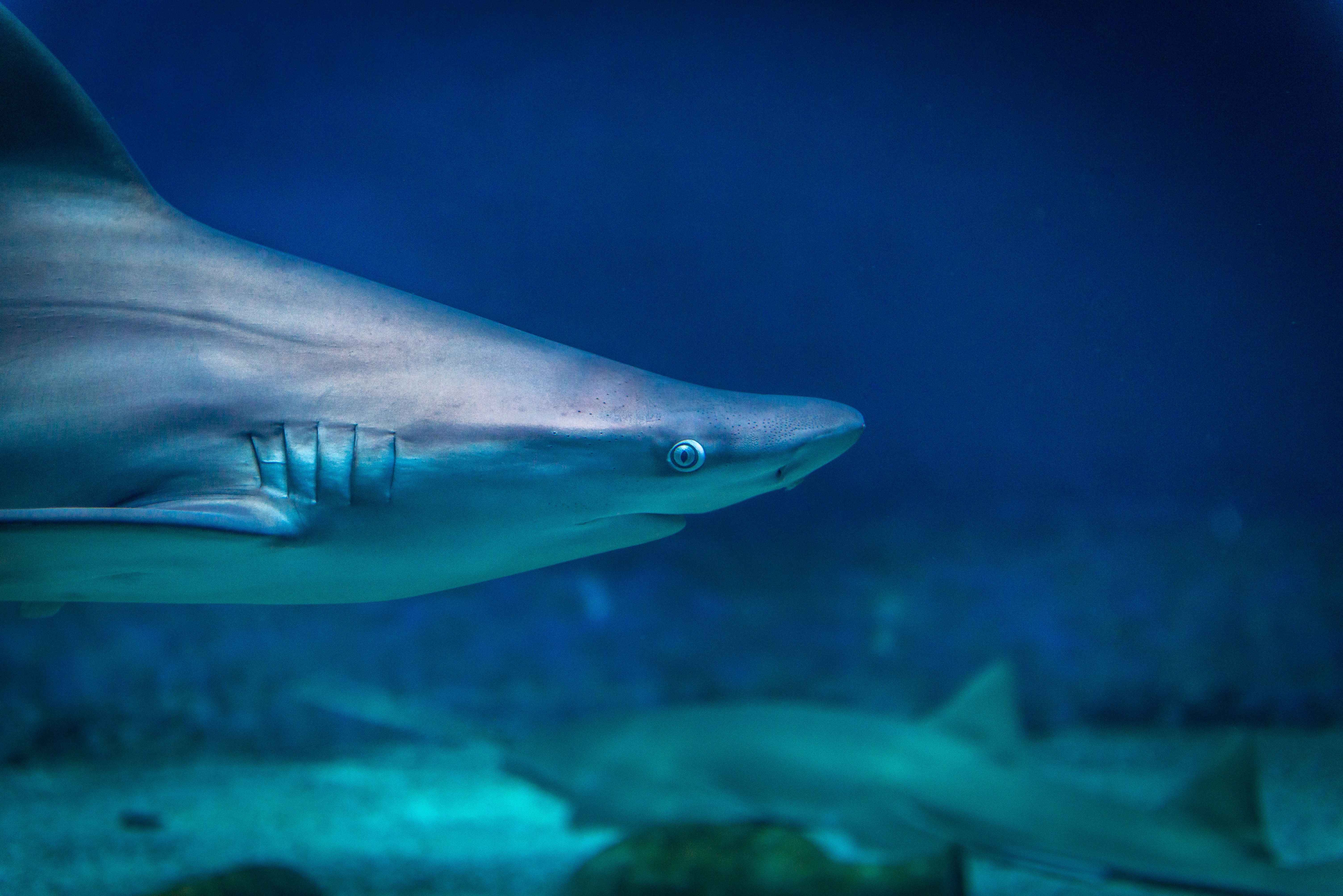 Endangered Sharks that Need Our Help