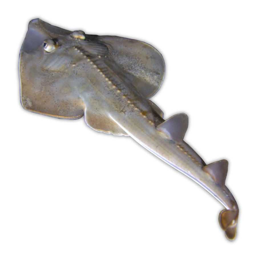 Shovelnose Guitarfish