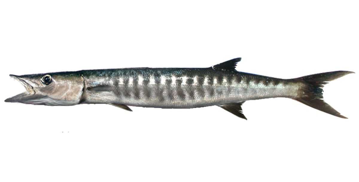 Learn About The Pacific Barracuda