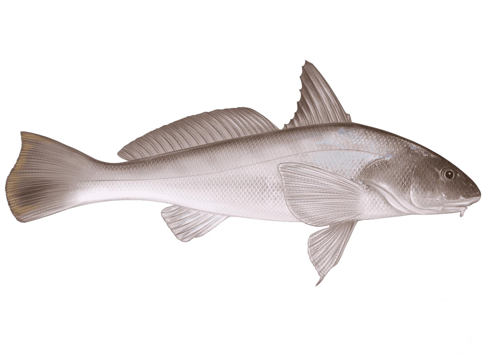 Learn About the Southern Kingcroaker – Fishing