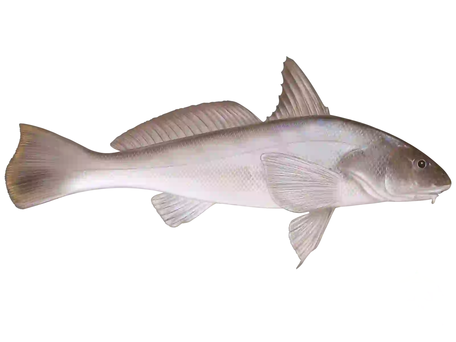 Southern Kingcroaker
