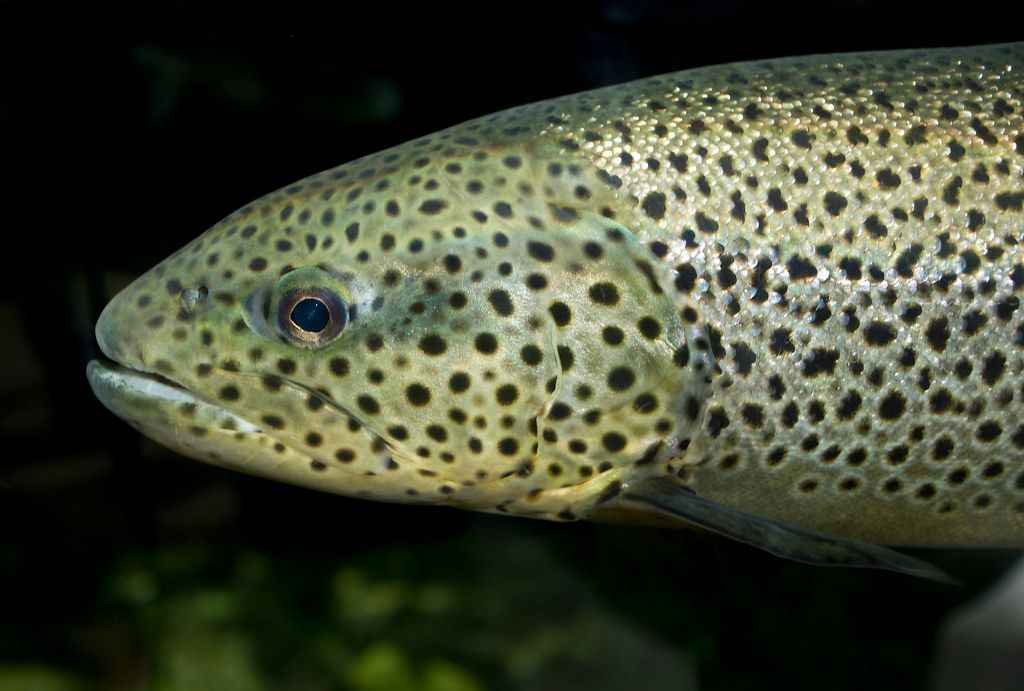 Guide to Types of Trout Fish in North America