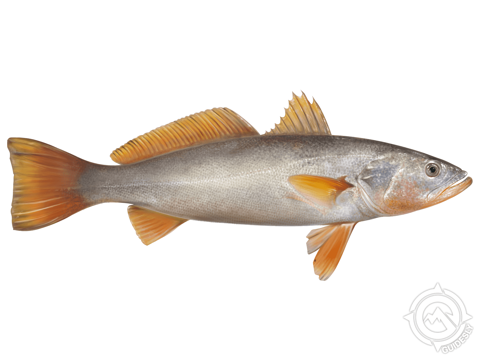 Orangemouth Weakfish