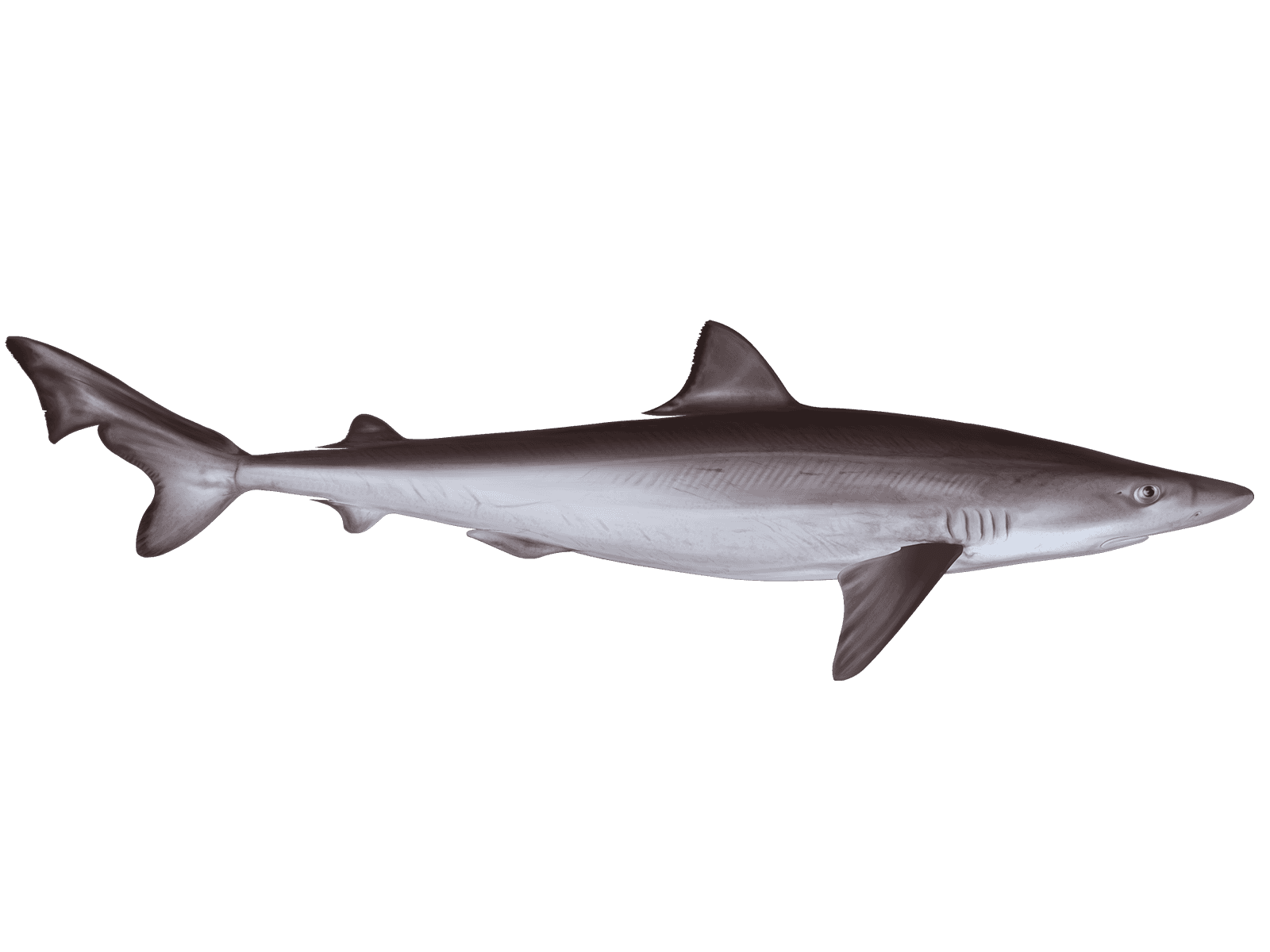 Learn About the Tope Shark – Fishing