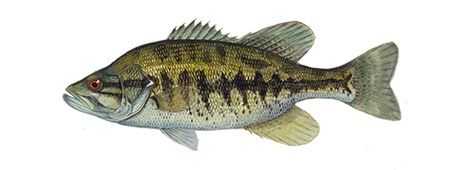 Largemouth Bass - Fish Species Guide