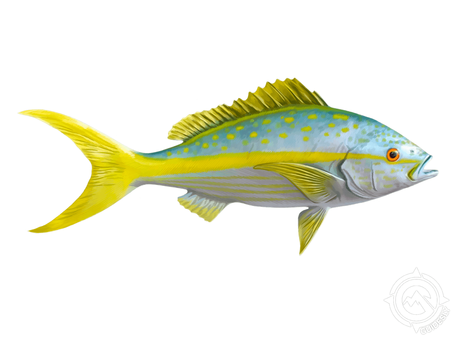 Learn About the Yellowfin – Fishing