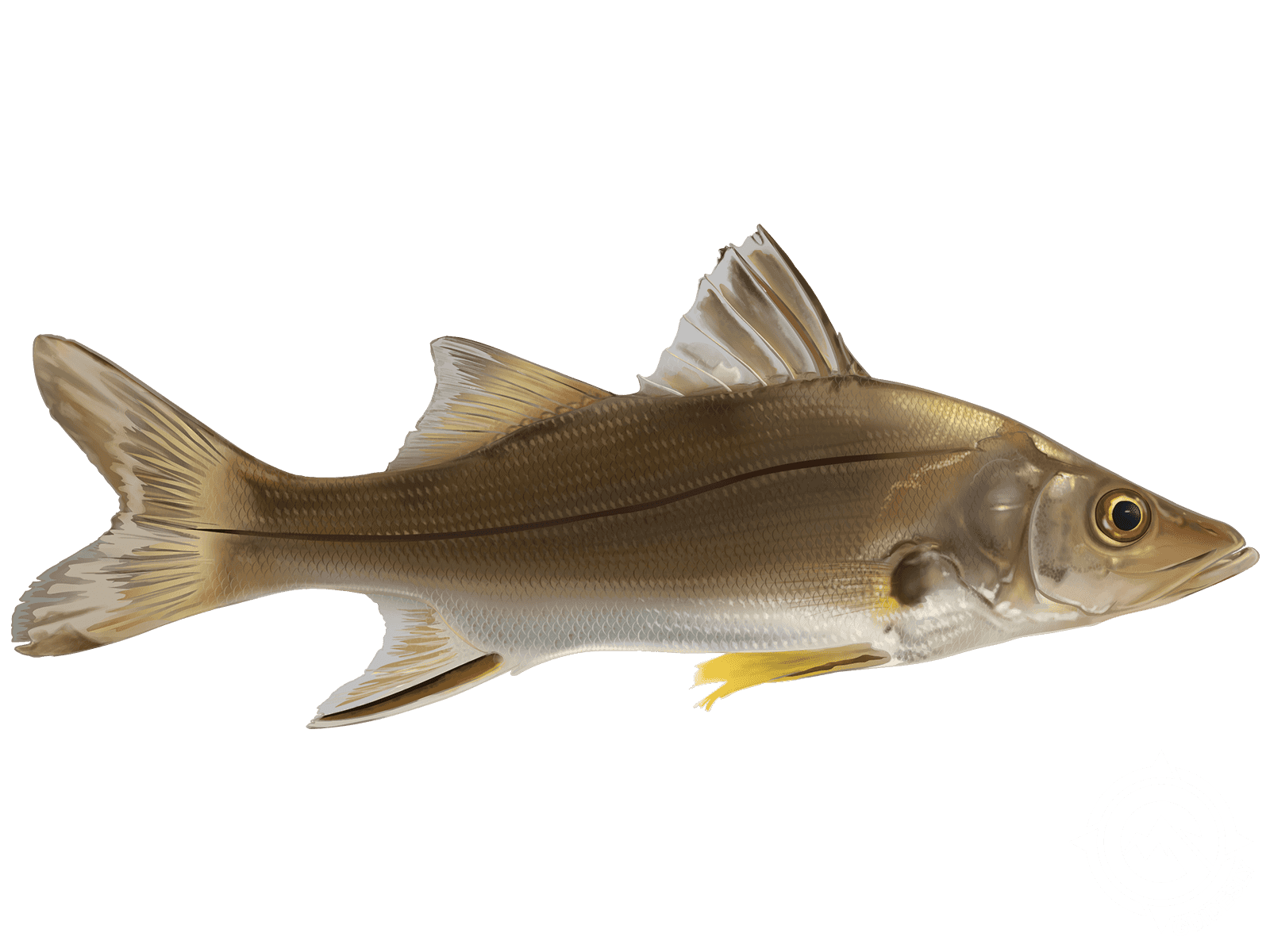 Learn About the Fat Snook – Fishing