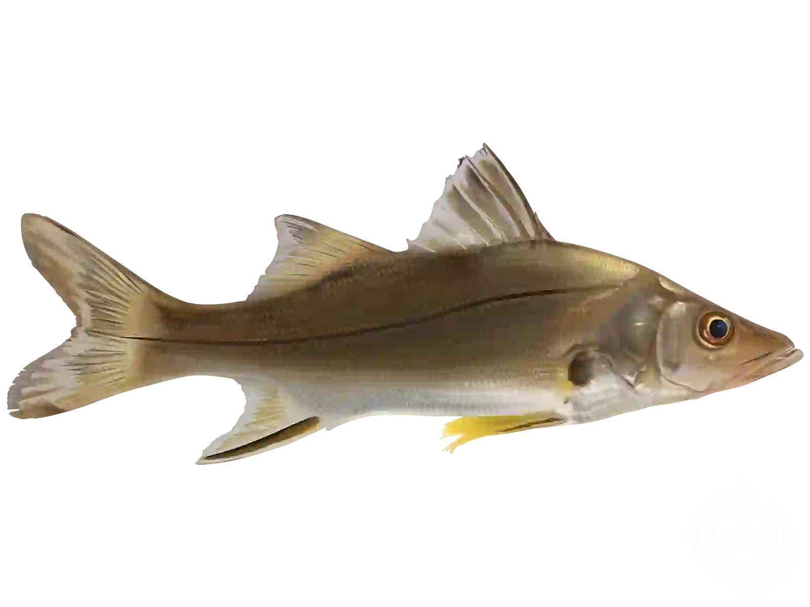 Thick and meaty linesider #snook #fishing #saltwater #outdoors