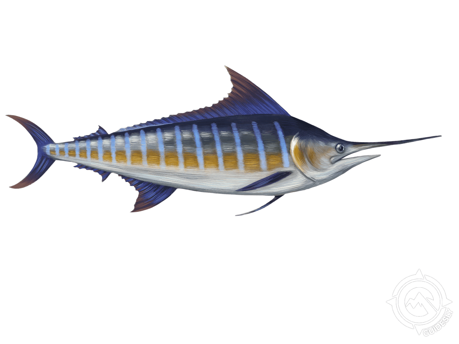 Your Guide to Fishing for Marlin, Sailfish and other Florida Billfish