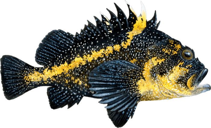 China Rockfish