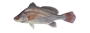 Learn About the Freshwater Drum – Fishing