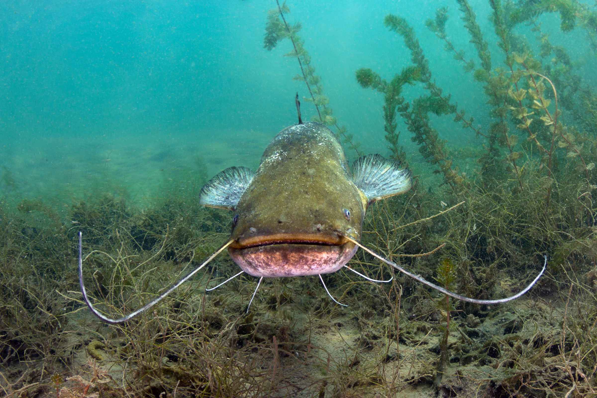 Giant Catfish On Jug Lines 