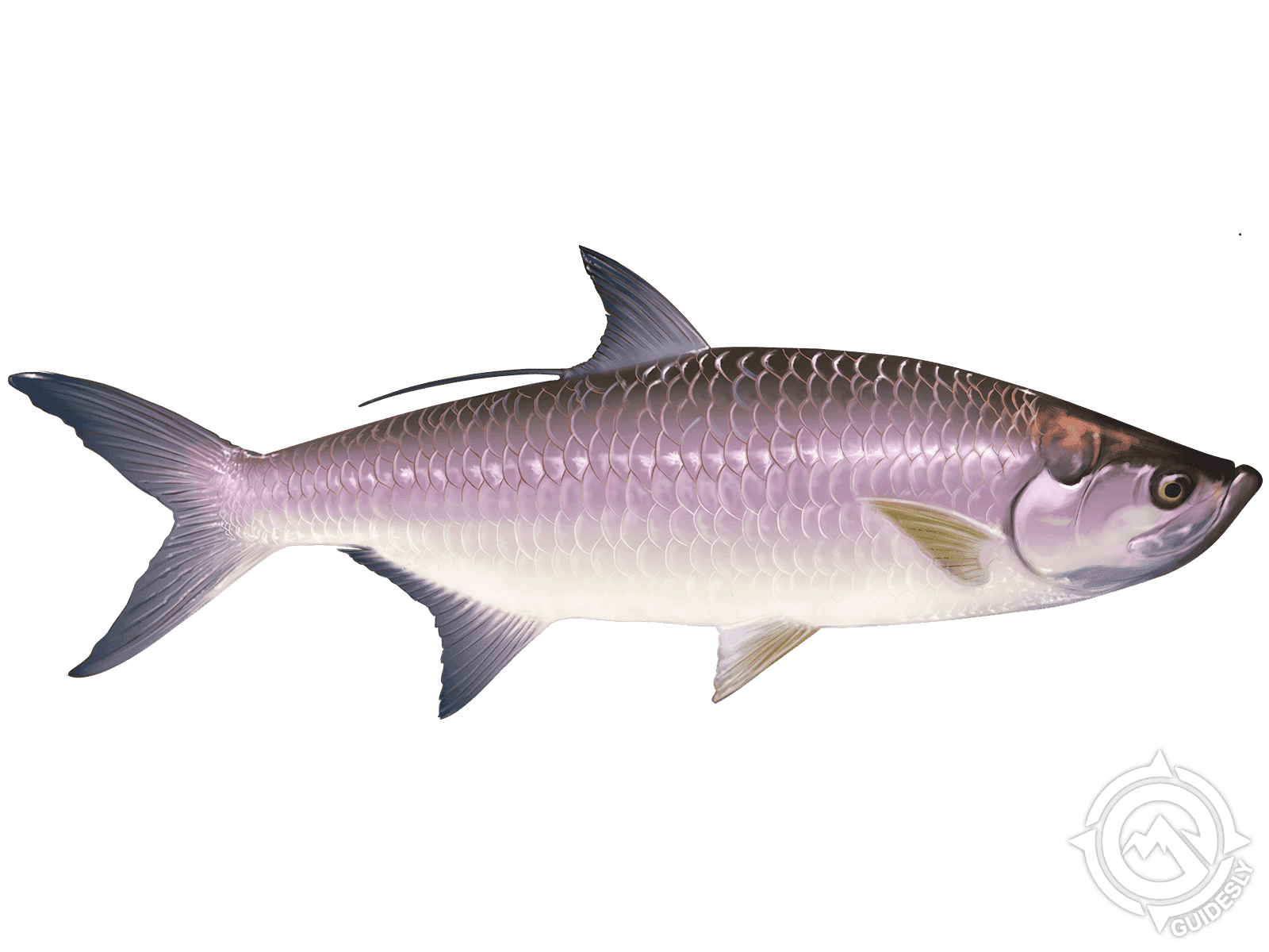 Learn About the Tarpon – Fishing