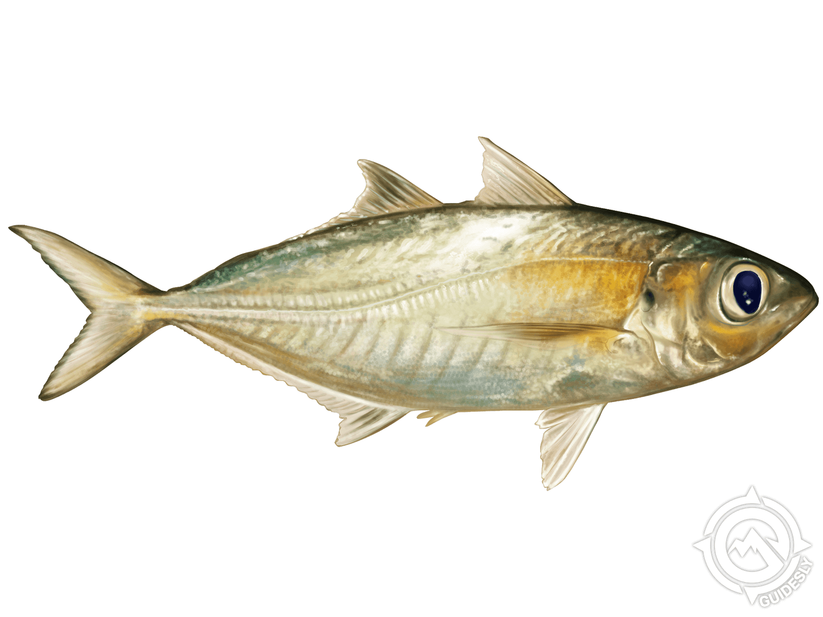 Learn About the Bigeye Scad – Fishing