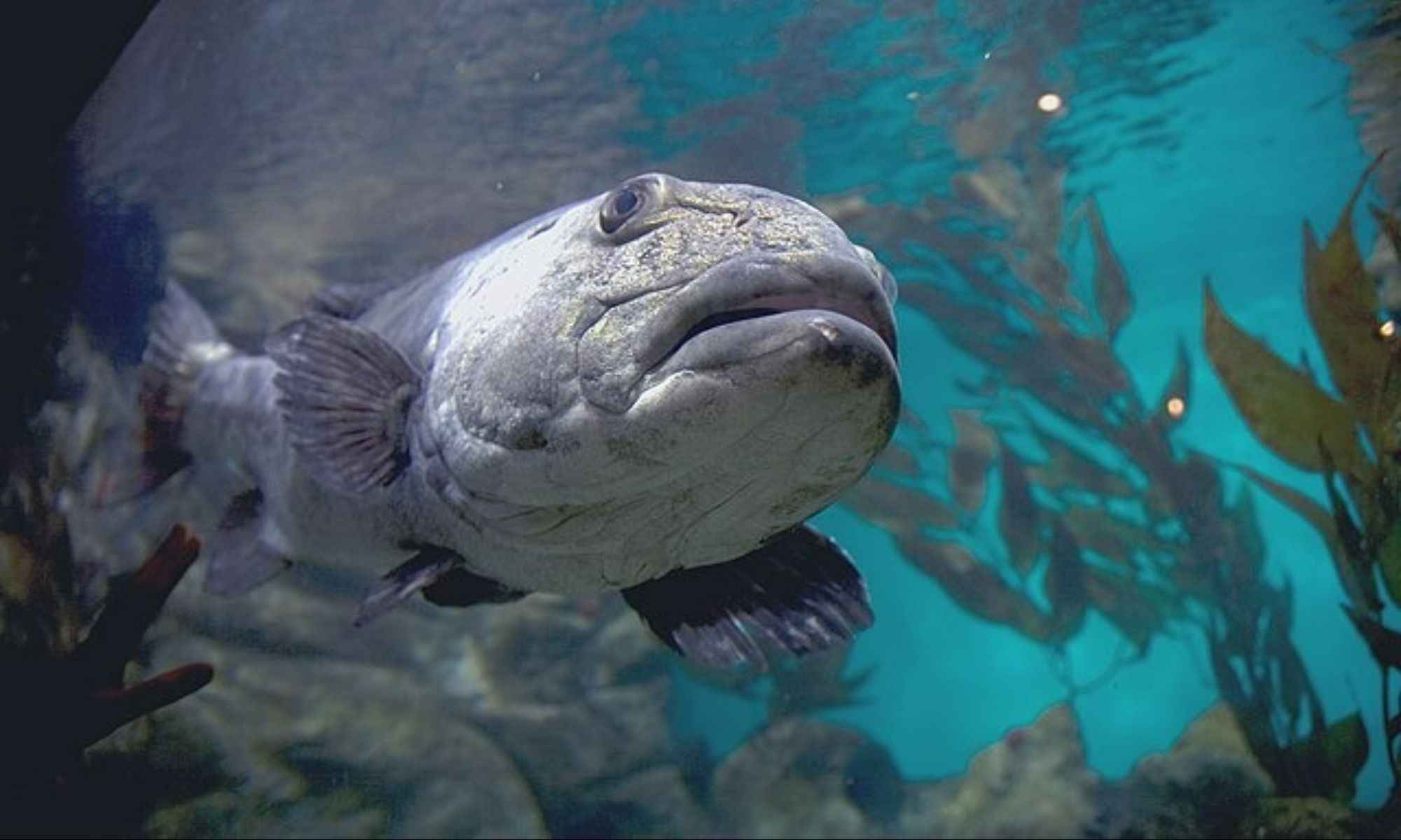 Can Giant Sea Bass Make a Comeback?