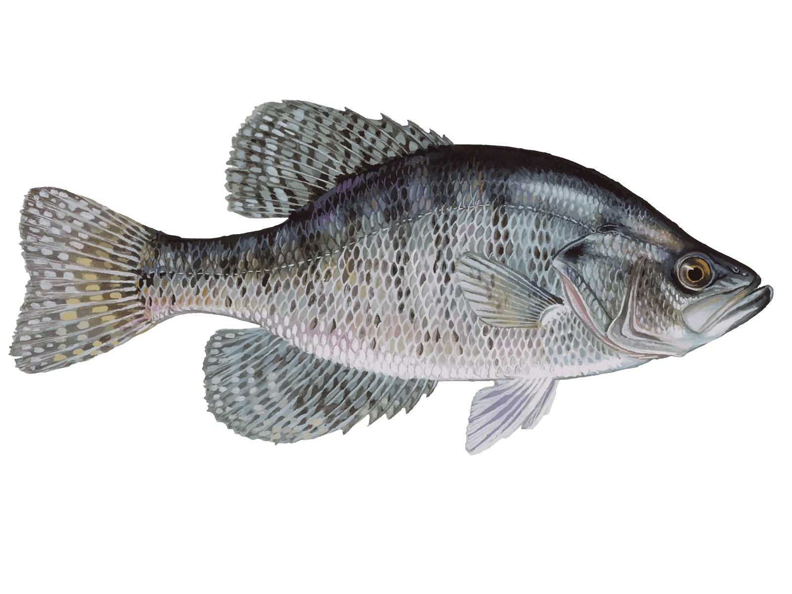 difference between crappie and bluegill