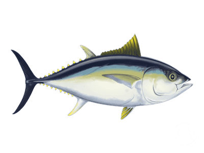 Learn About the Bigeye Tuna – Fishing