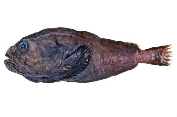 The Blob Sculpin, it lives off the continental shelves in very