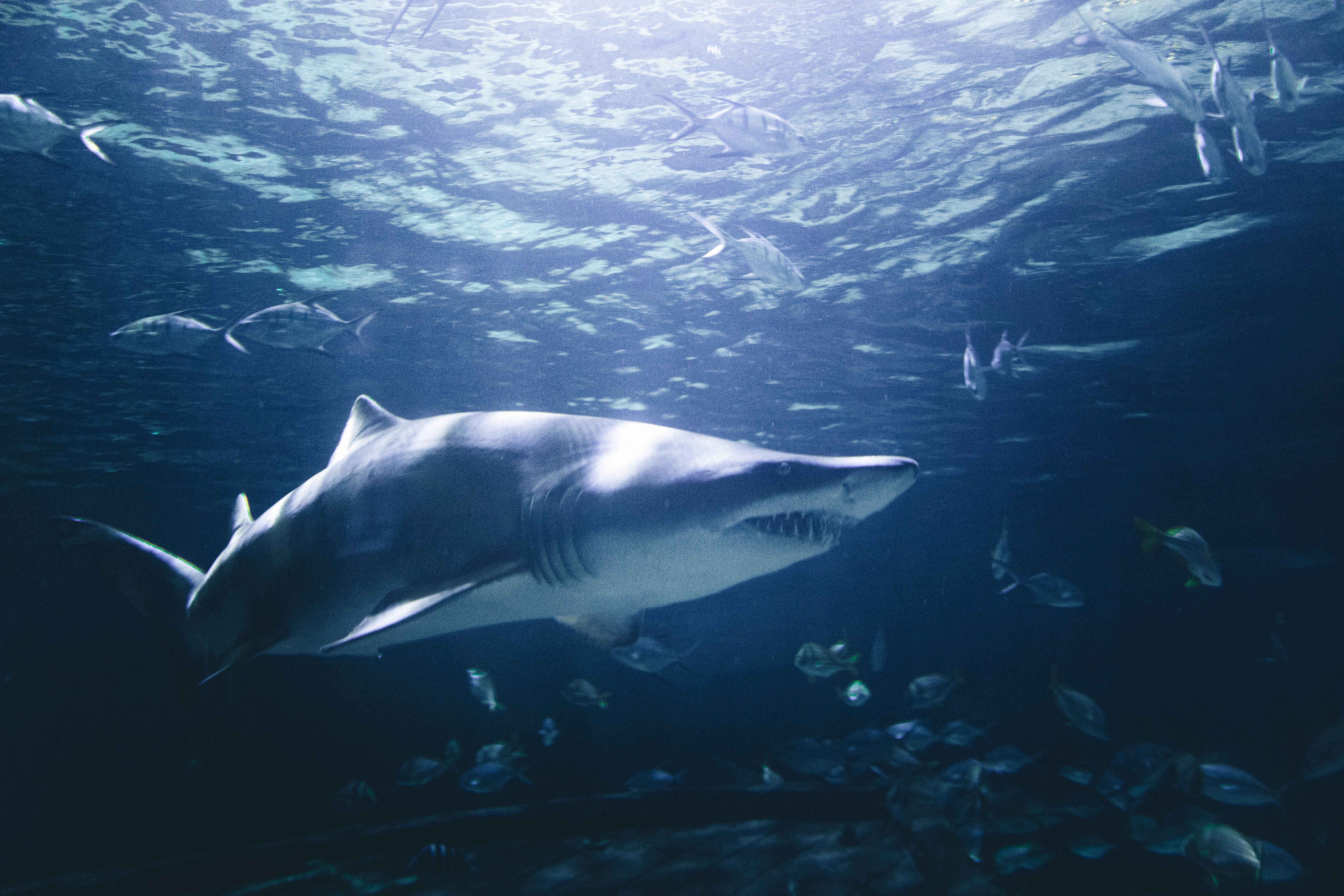 The Deepest Detected Shark Dives: How Deep Do They Go?