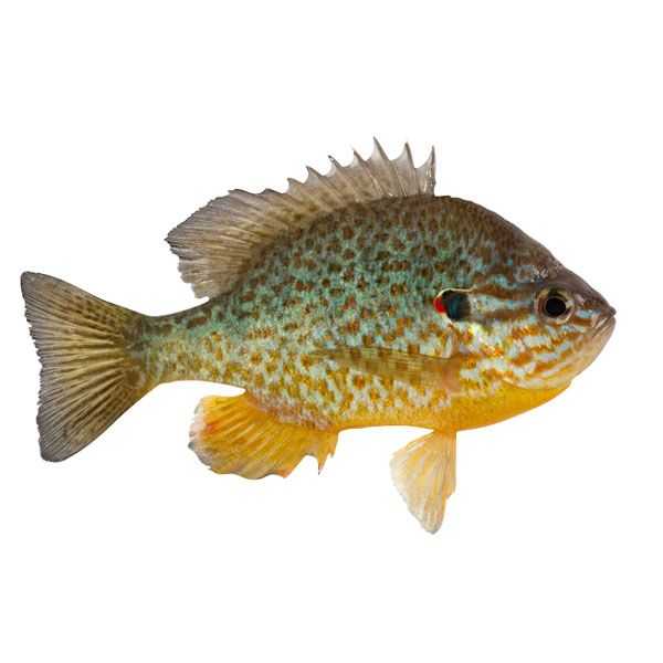 Learn About the Redear Sunfish – Fishing