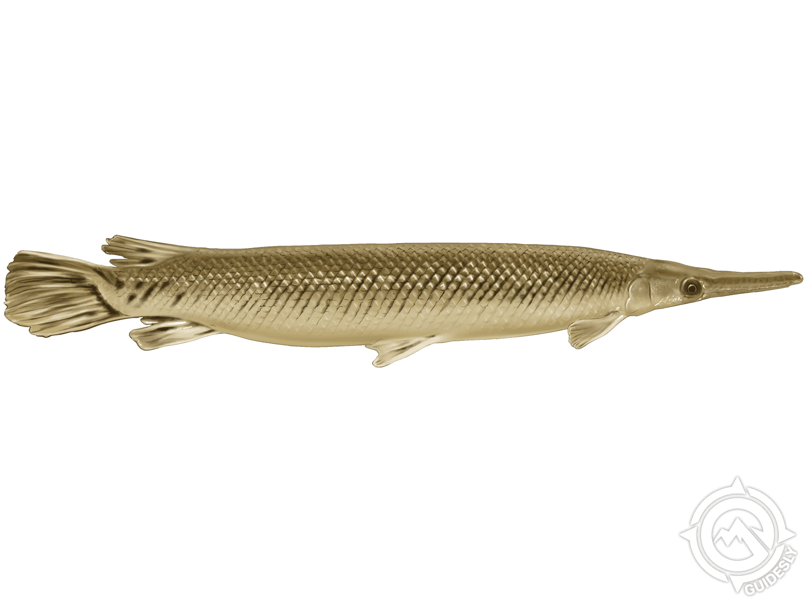 Learn About the Alligator Gar – Fishing