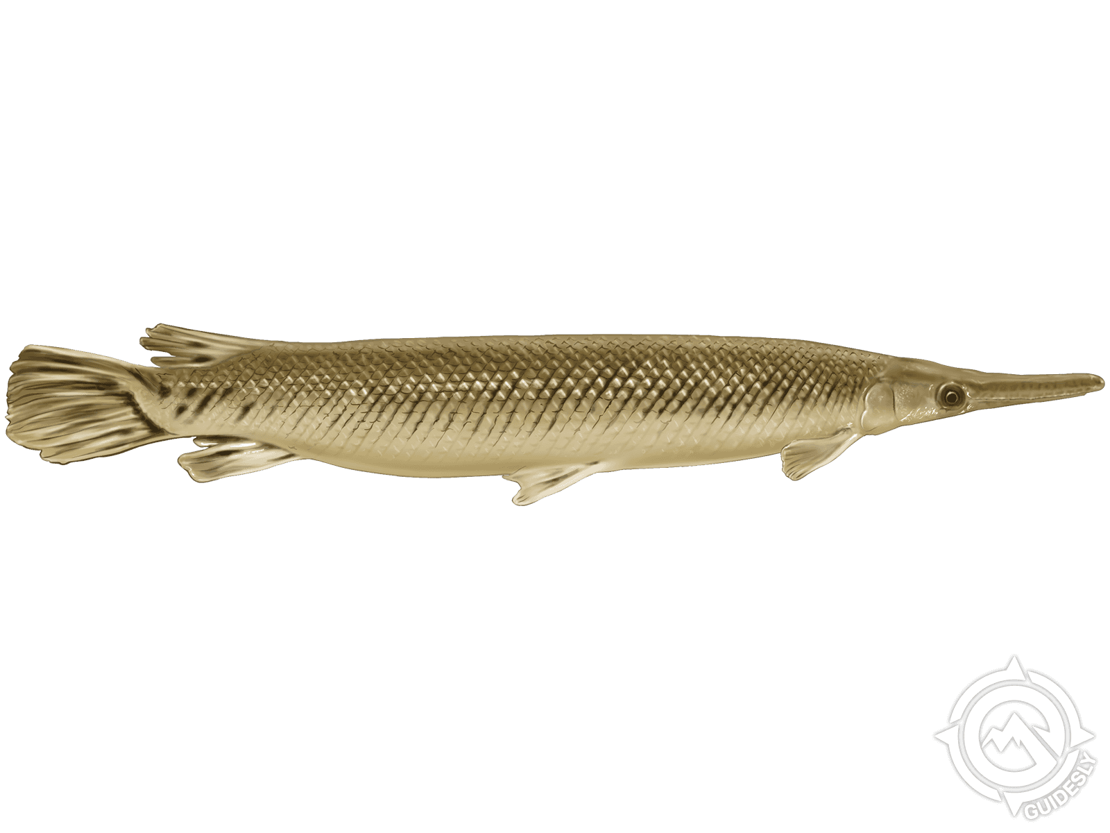 Alligator Gar, Feed and Grow Fish Wikia