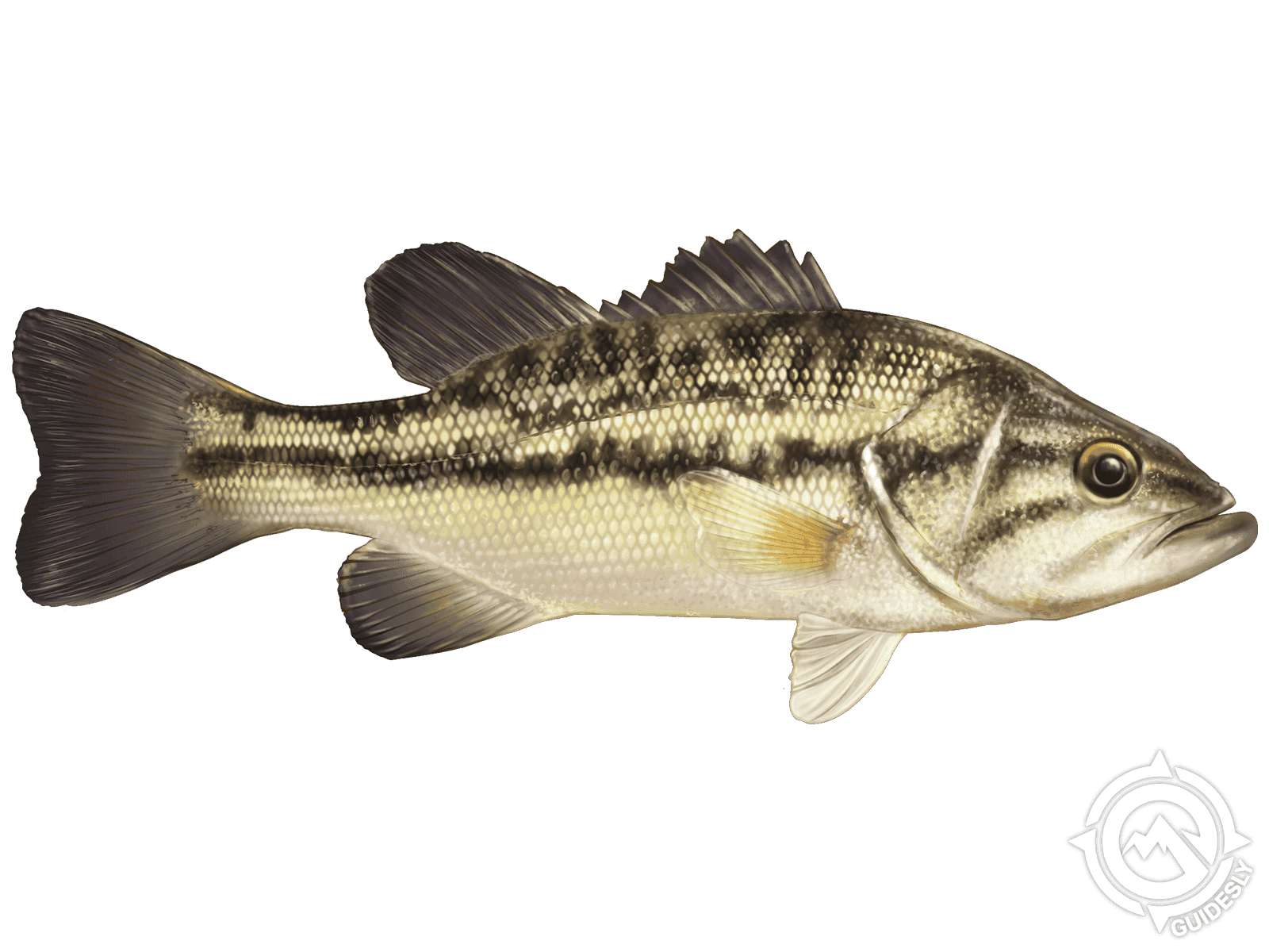 Learn About the Spotted Bass – Fishing