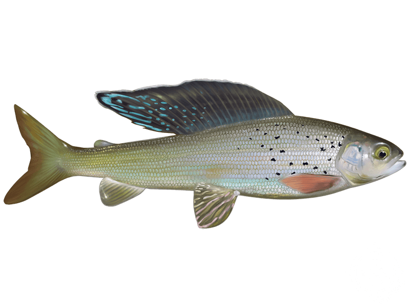 Learn About the Arctic Grayling Fishing