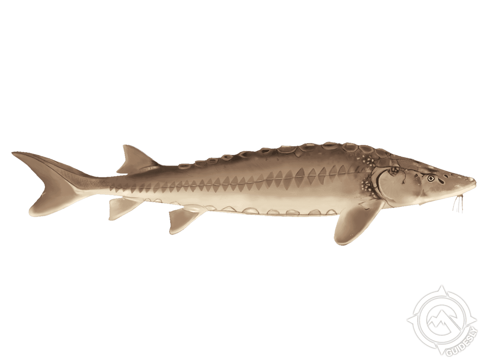 Lake Sturgeon