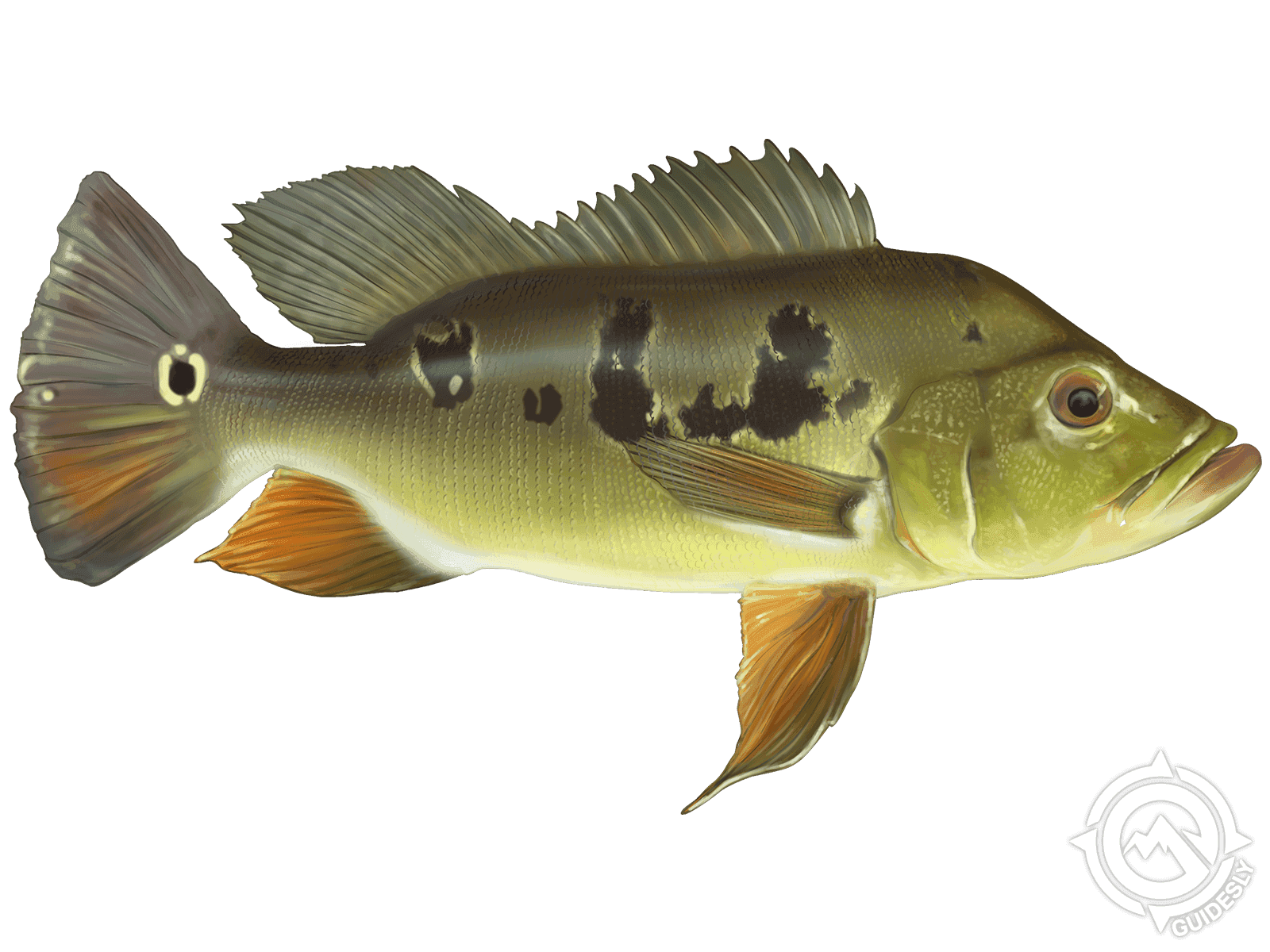 Learn About the Peacock Bass – Fishing
