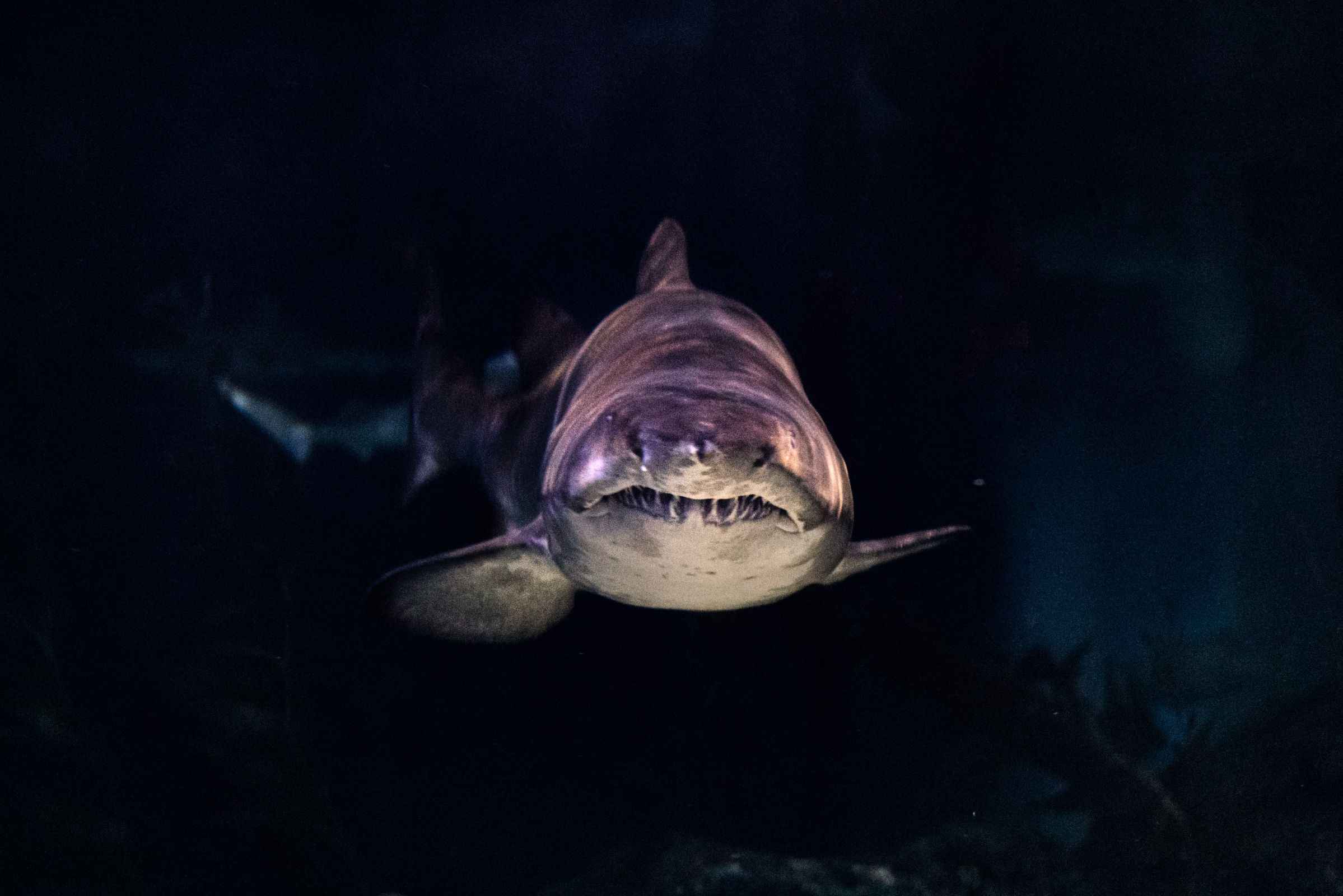 7 Questions About Sharks That Have Never Been Answered