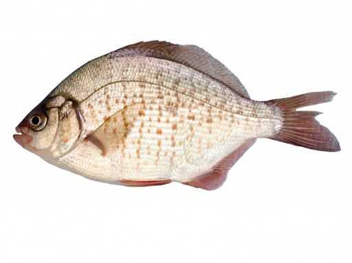 Learn About the Calico Surfperch – Fishing
