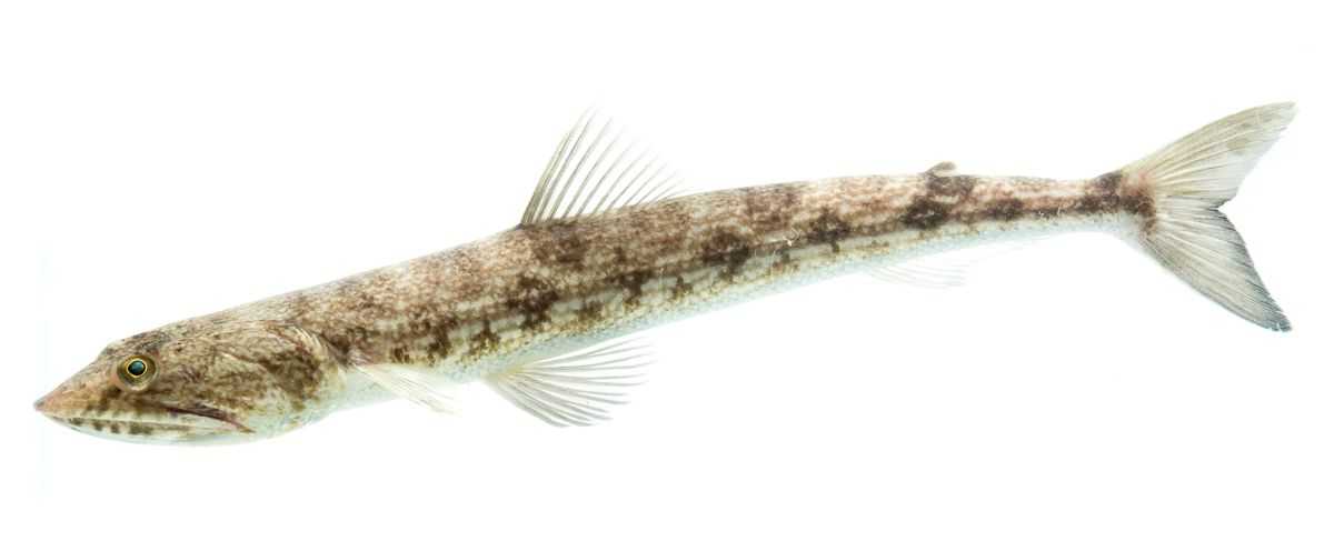 Learn About the Inshore Lizardfish – Fishing