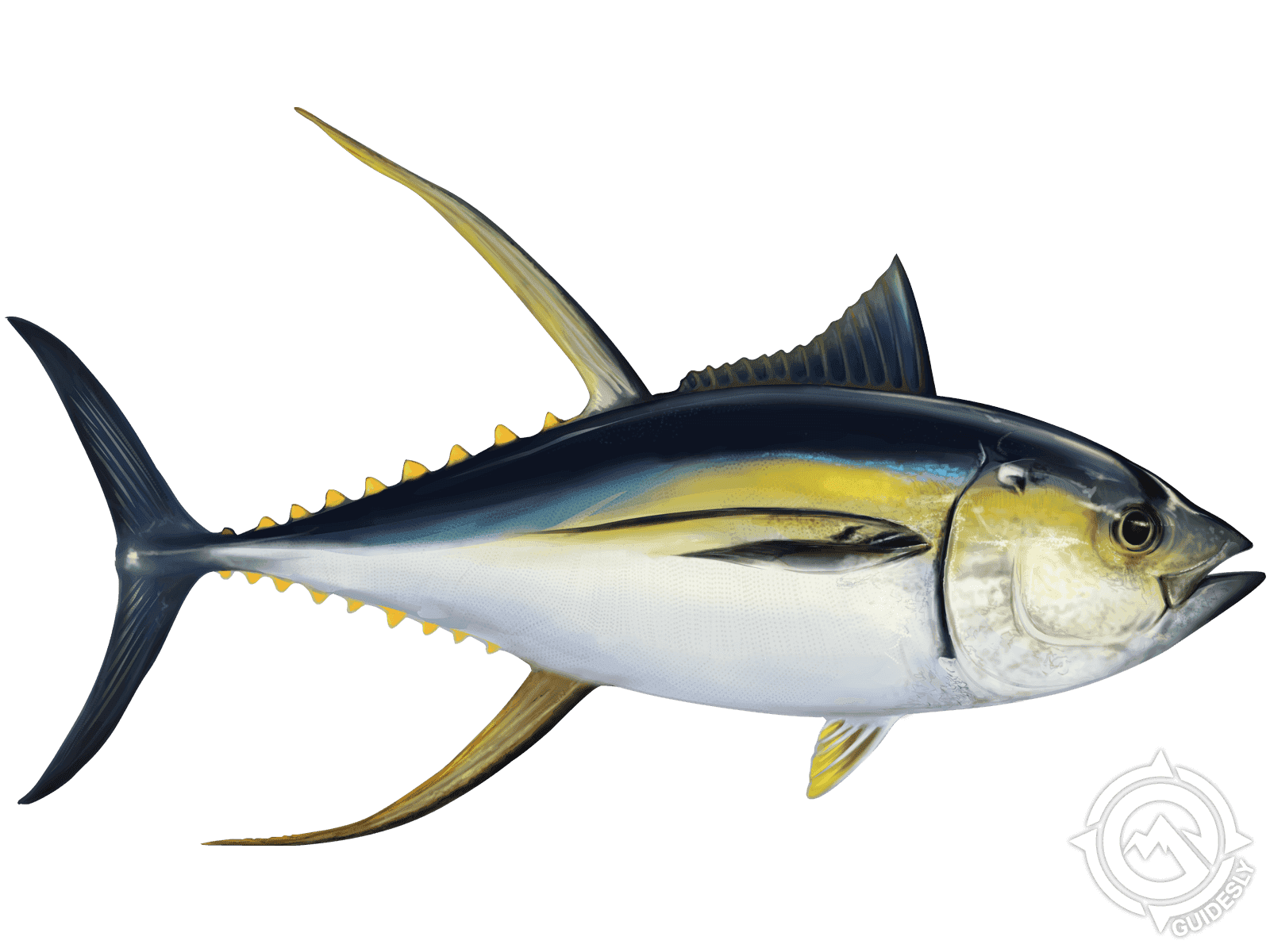 Learn About the Yellowfin Tuna – Fishing
